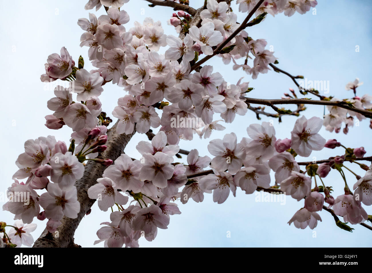 Gros plan du blossums cerise à Busan, Corée du Sud Banque D'Images