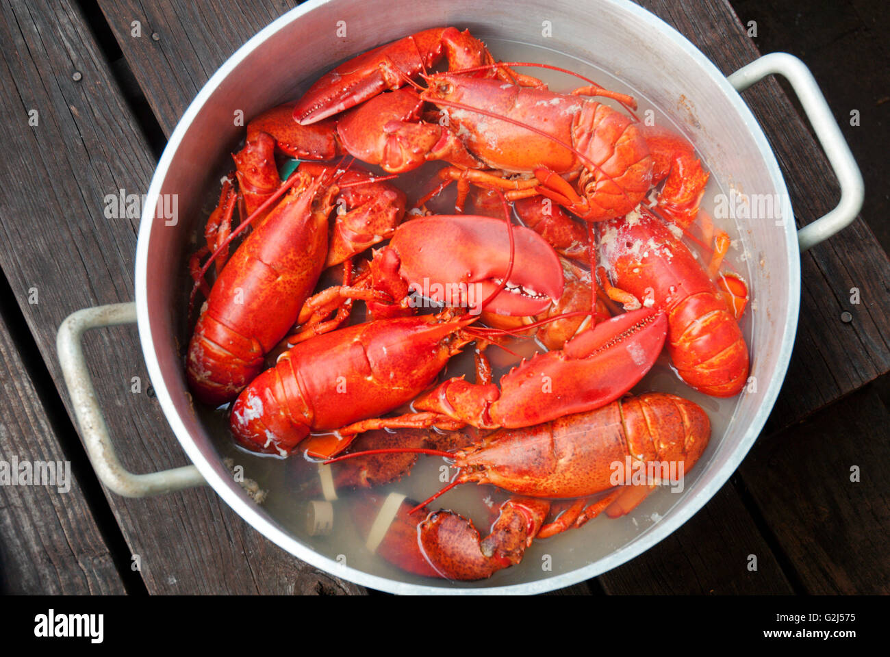 Pot de homards cuits Banque D'Images