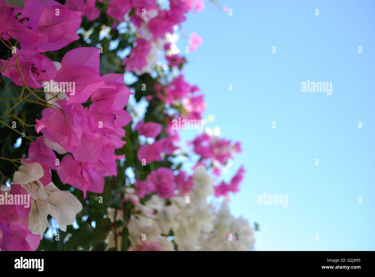 Fleurs Banque D'Images