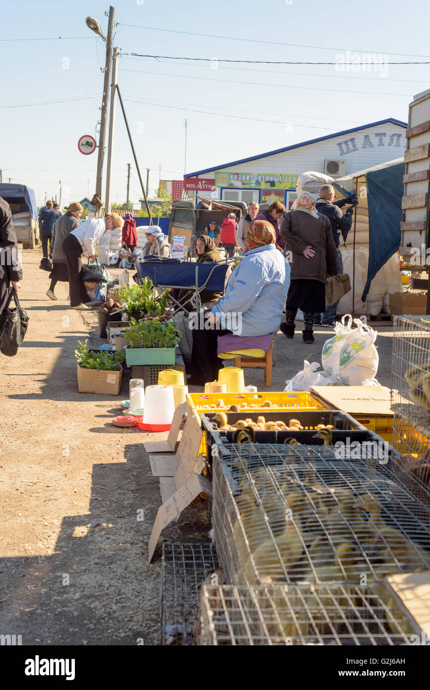 Les jeunes poussins en cage à vendre dans un marché de producteurs russes dans Raevka, République de Bachkirie, Fédération de Russie Banque D'Images