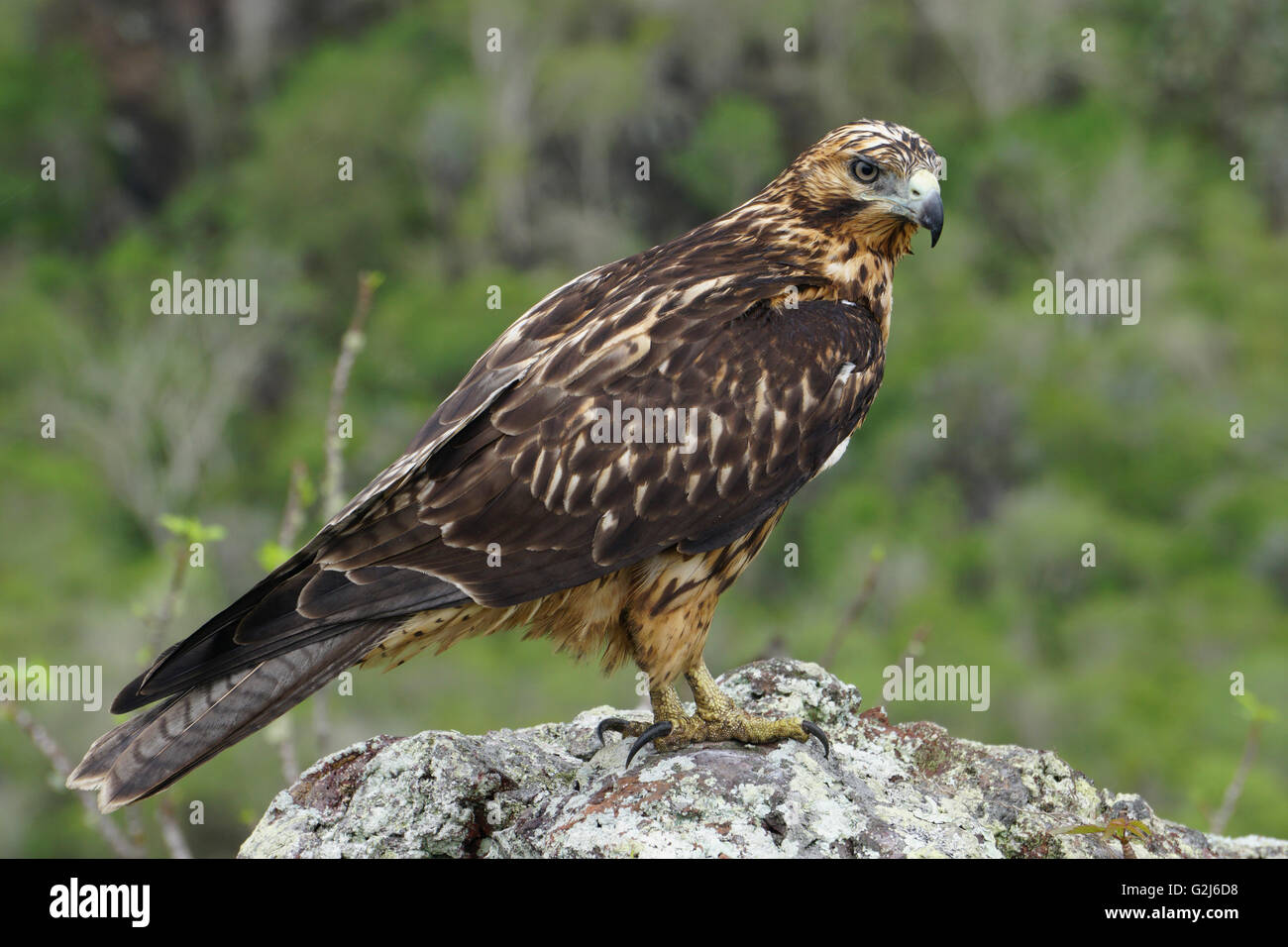 Îles Galápagos (Buteo galapagoensis) sur un rocher. Cet oiseau de proie est originaire des îles Galápagos, où il se nourrit d'une grande v Banque D'Images