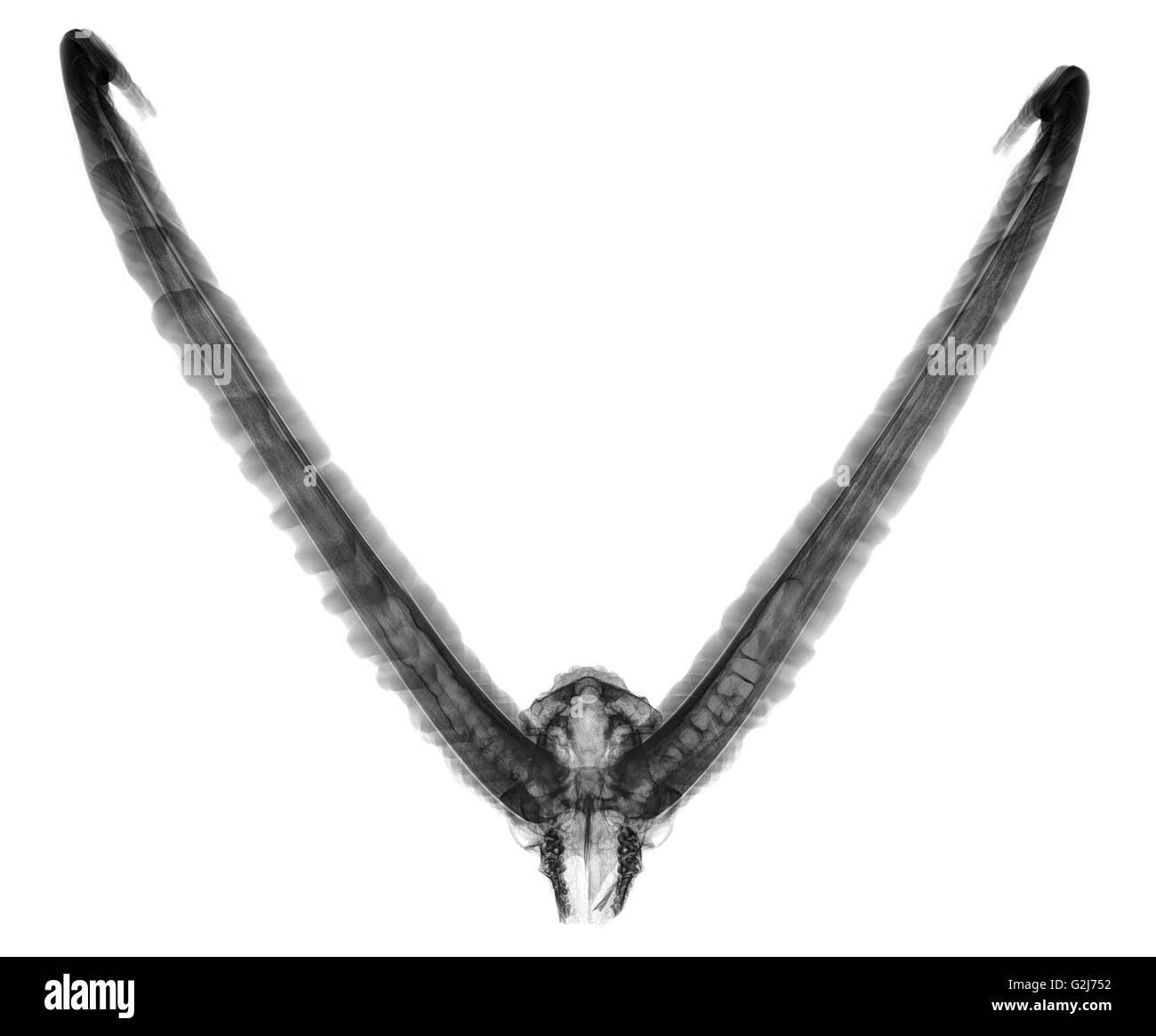 Radiographie d'un crâne d'un bouquetin sur fond blanc Banque D'Images