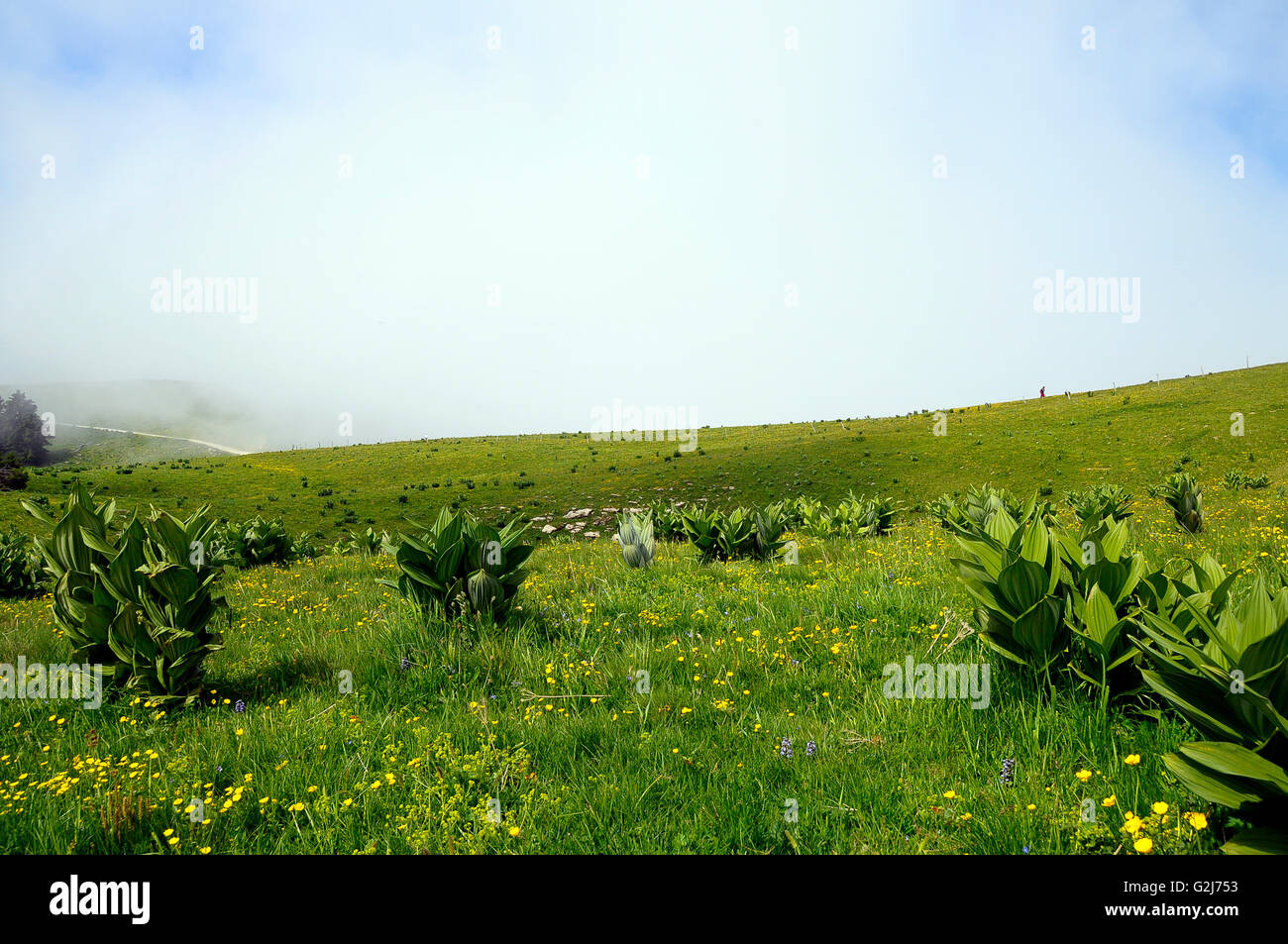 Paysage de montagne et de fleurs en Semnoz, Savoie, France Banque D'Images