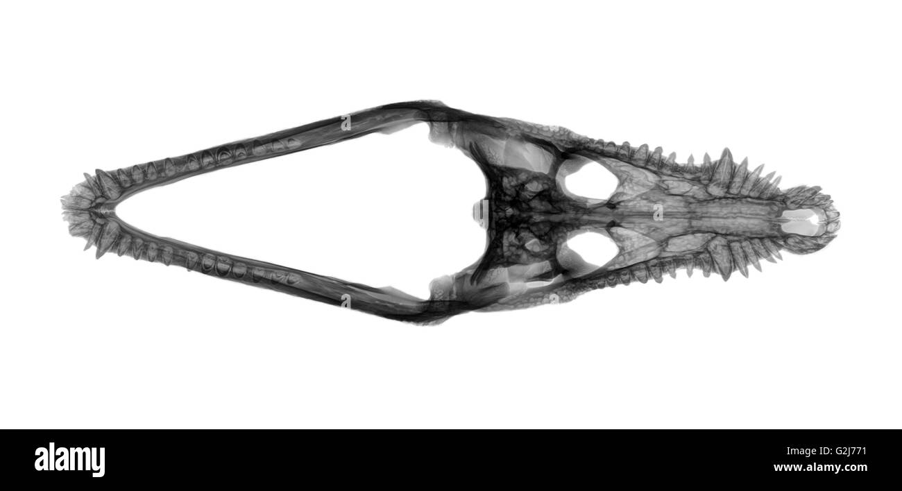 Vue supérieure de la radiographie d'un crâne d'un crocodile du Nil sur fond blanc Banque D'Images