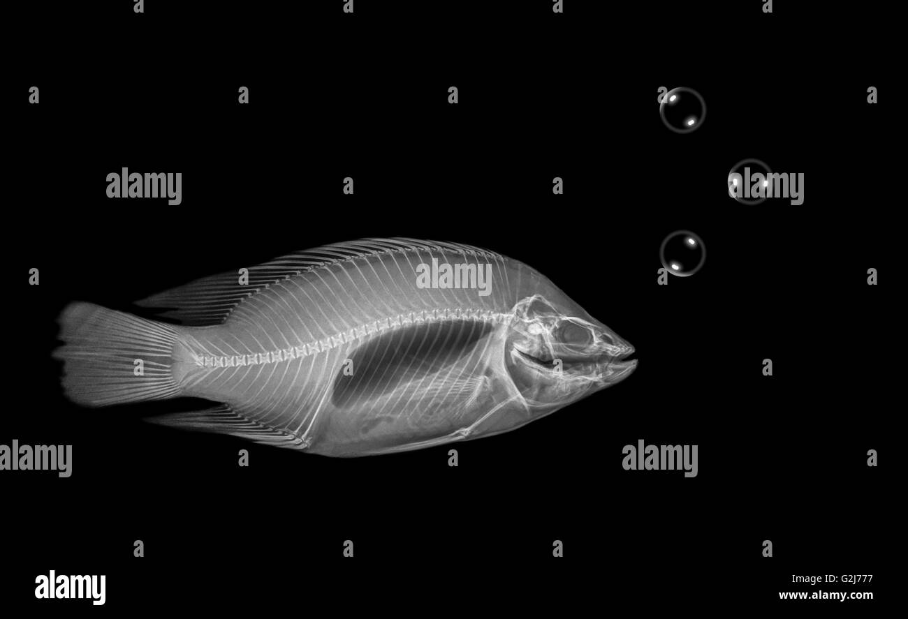 Vue latérale radiographie d'un poisson sur fond noir avec des bulles Banque D'Images