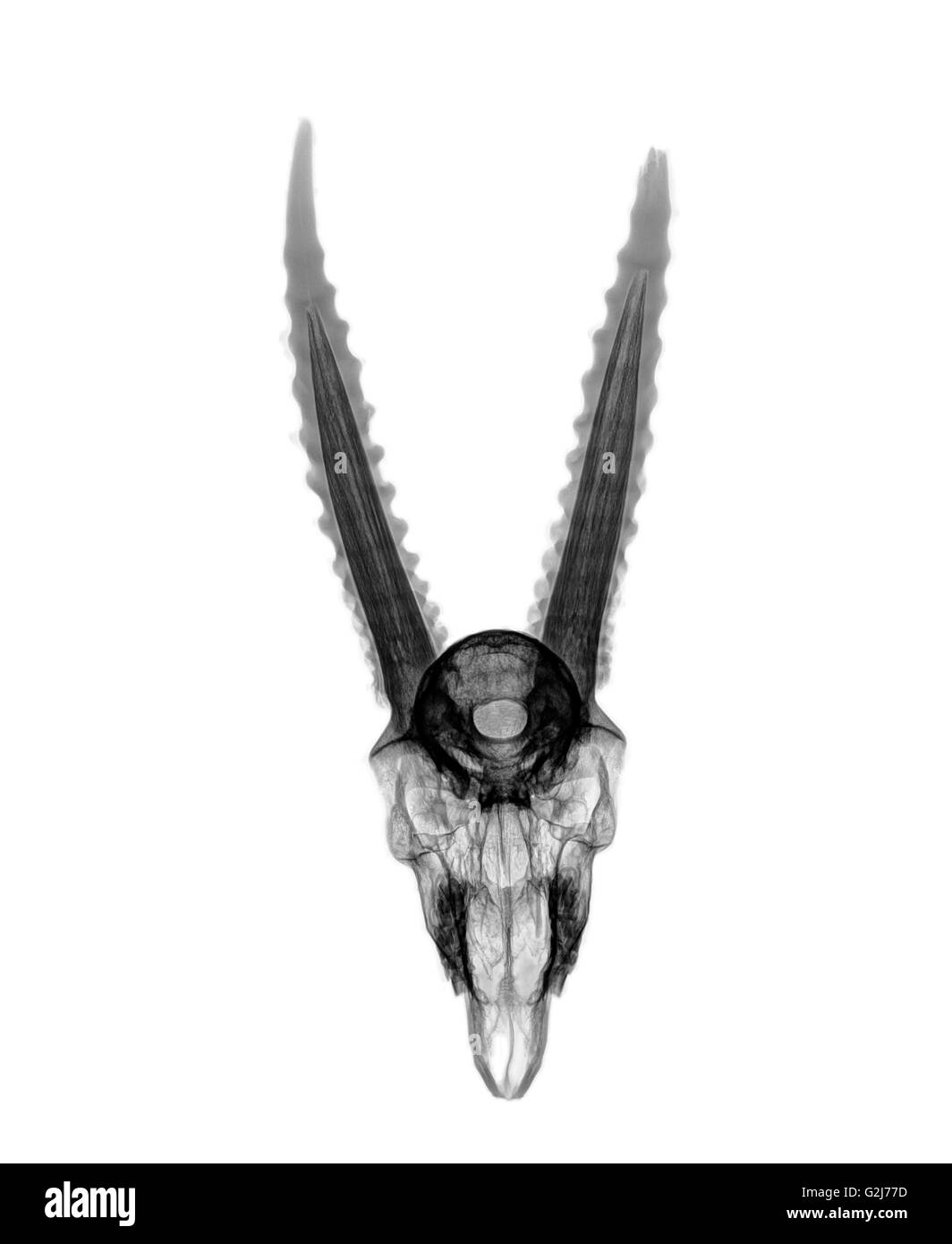 Vue supérieure de la radiographie d'un crâne d'une gazelle sur fond ... Vue supérieure de la radiographie d'un crâne d'une gazelle sur fond blanc