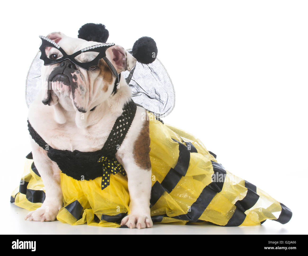 Bulldog anglais portant un costume d'abeille isolé sur fond blanc Photo  Stock - Alamy