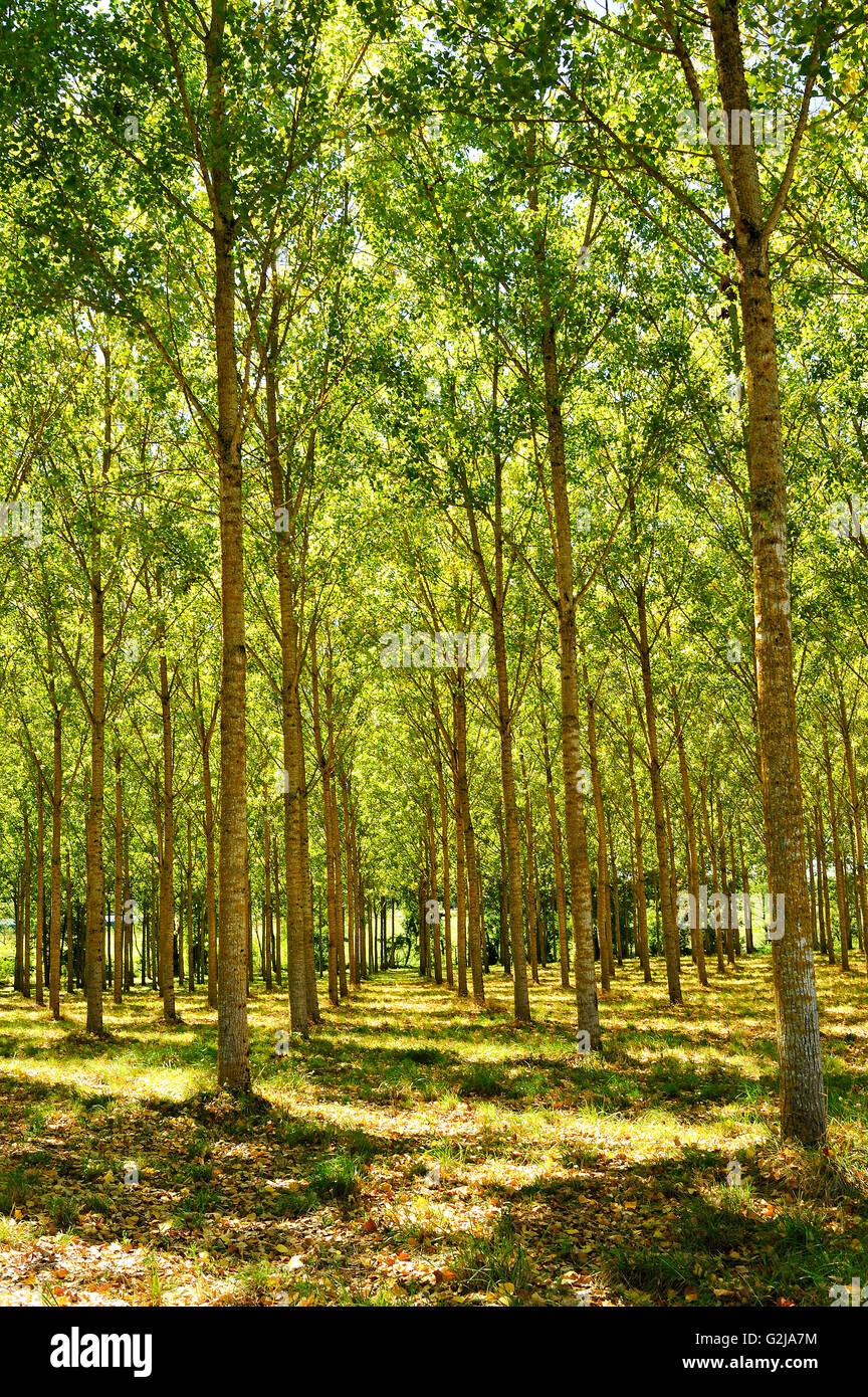 Poplar, Populus spp., forêt, Lot-et-Garonne, Aquitaine, France Banque D'Images