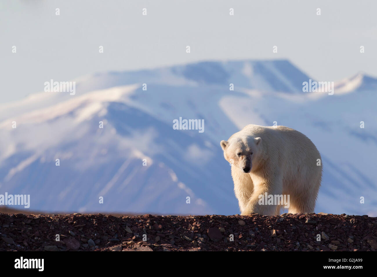 Que Cache Lours Polaire Sur La Plage Frederic L'ours polaire sur la plage Photo Stock - Alamy