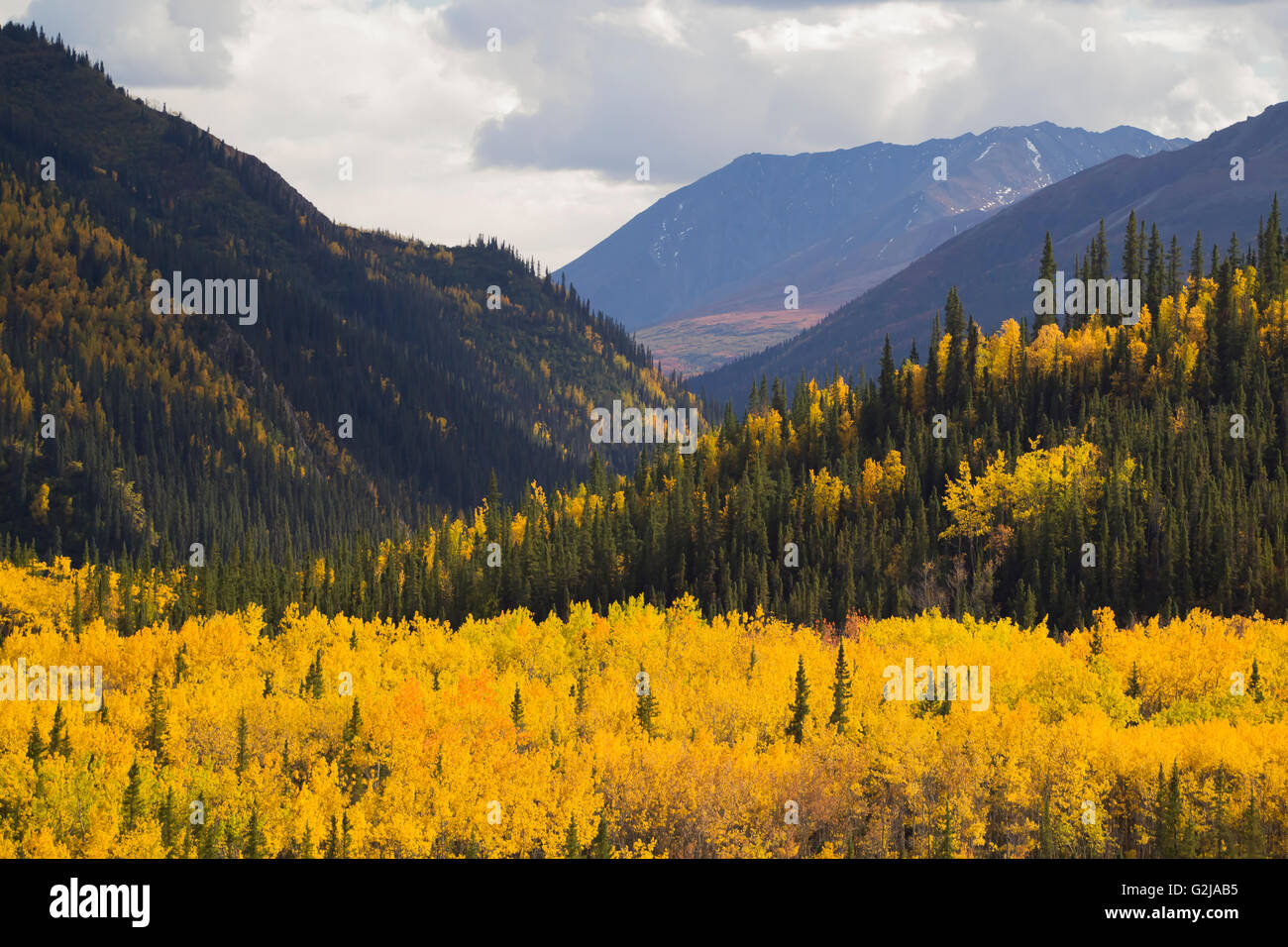 Couleur de l'automne, le parc national Denali, Alaska Banque D'Images