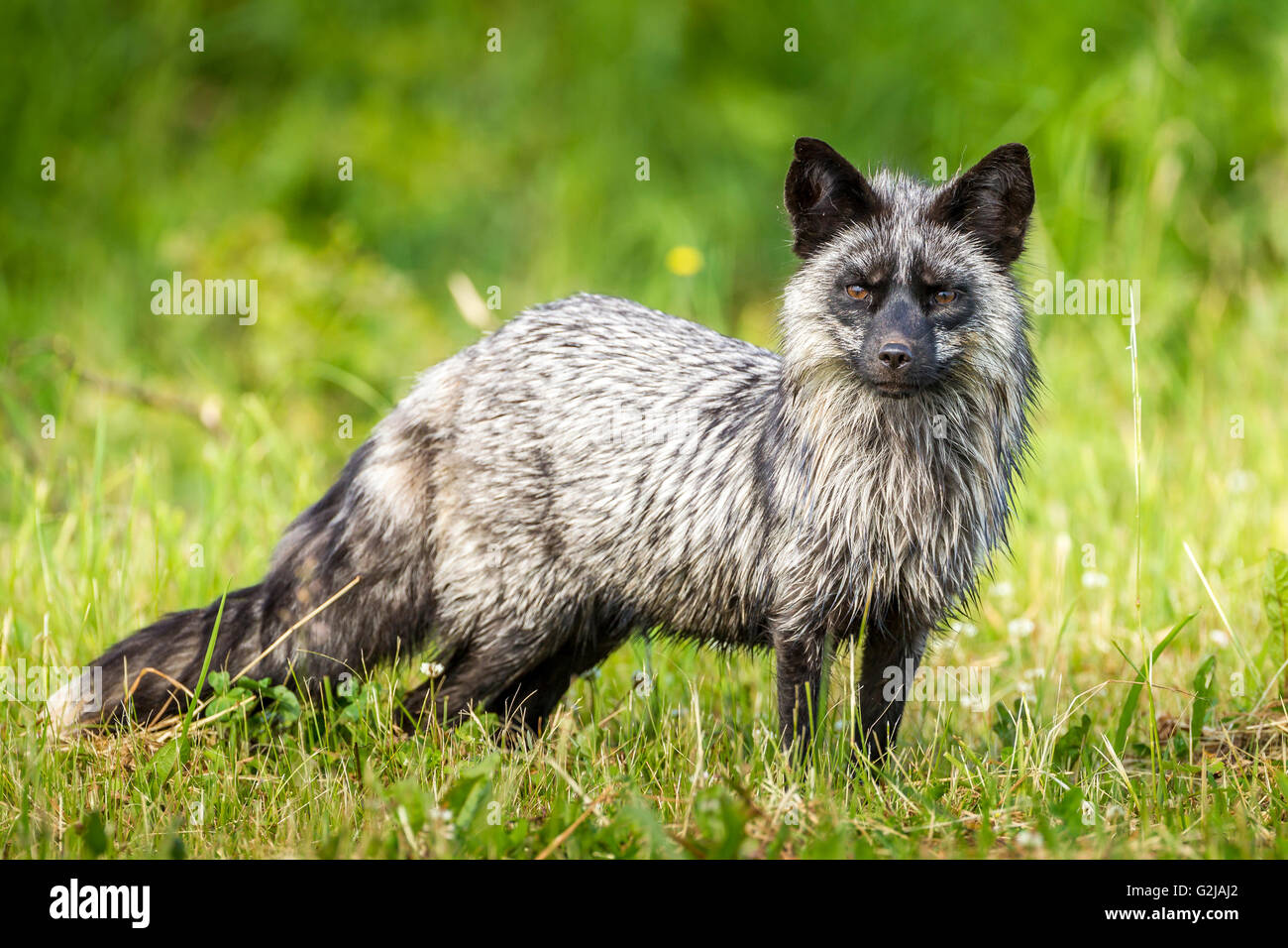 Renard Melanique Banque D Image Et Photos Alamy