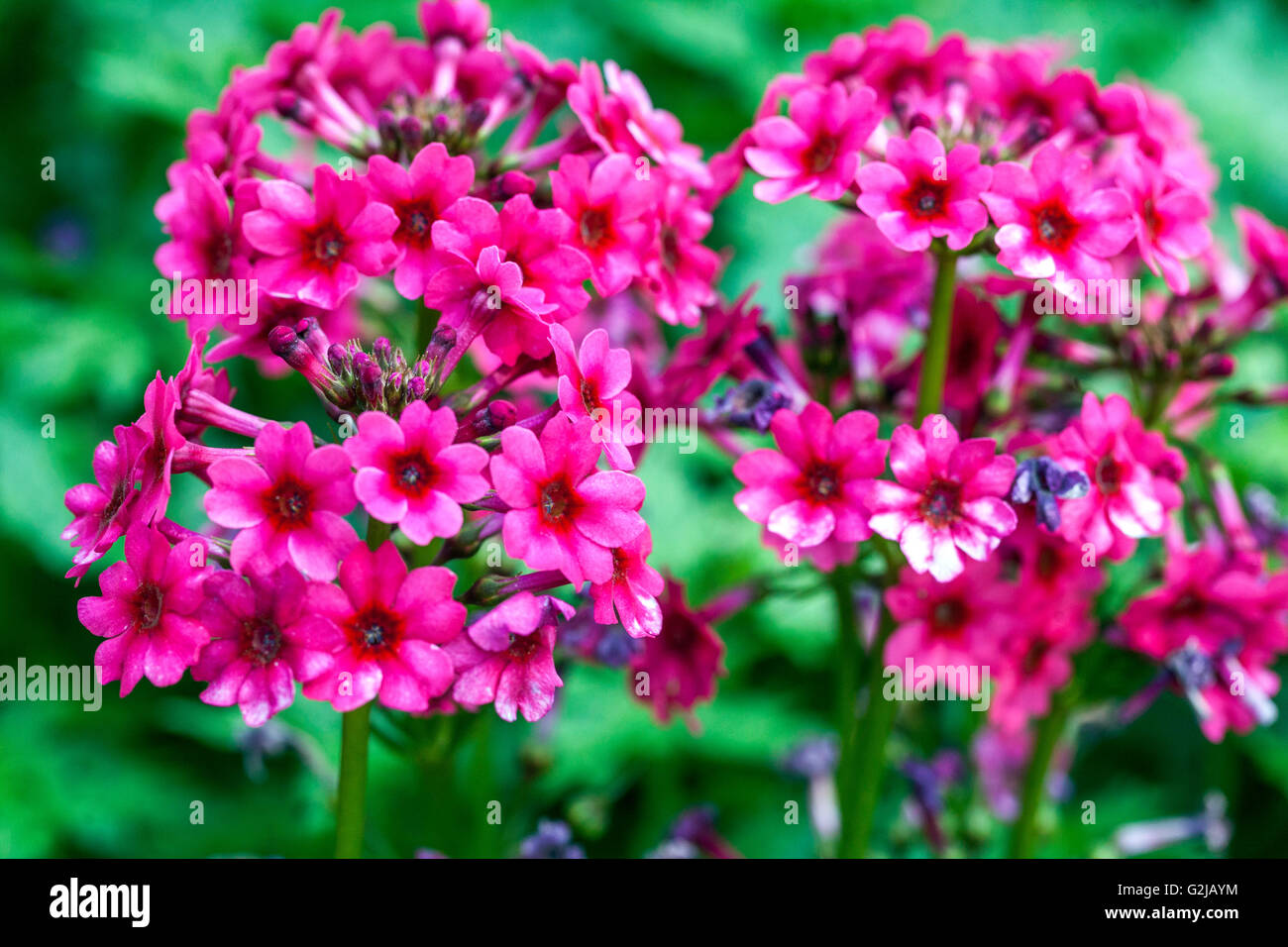 Primula japonica 'Miller's Crimson', Banque D'Images