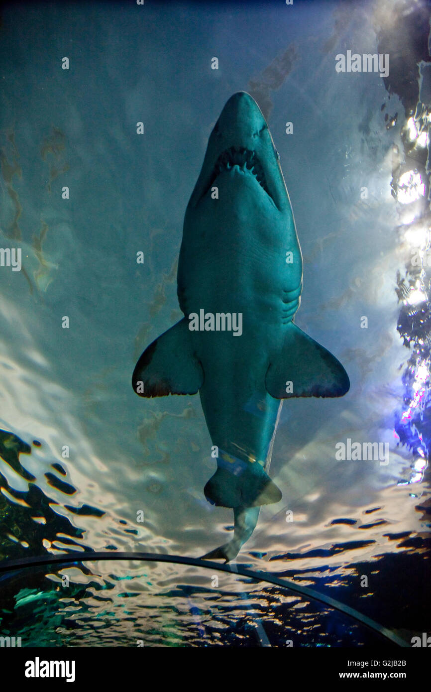 Nage par requin dangereux Riply en lagune à l'Aqarium du Canada à la base de la Tour CN, Toronto, Canada Banque D'Images