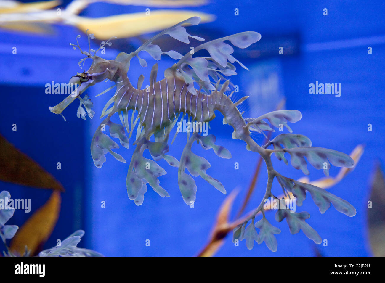 Sea Dragon de mauvaises herbes sur l'affichage dans la galerie à l'Aqarium Riply du Canada à la base de la Tour CN, Toronto, Canada. Banque D'Images