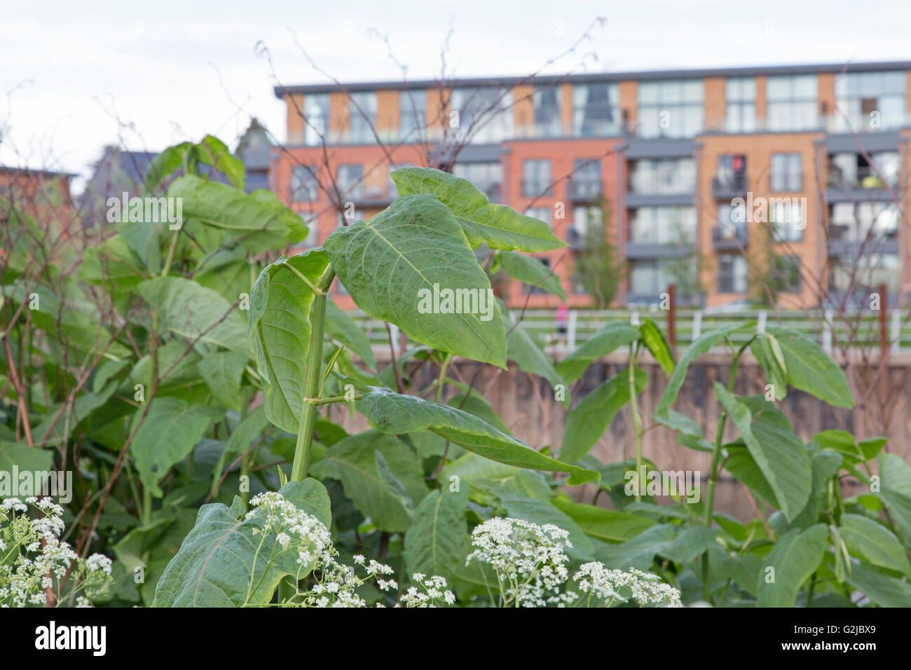 La renouée japonaise (Fallopia japonica) croissant dans un emplacement urbain, England, UK Banque D'Images