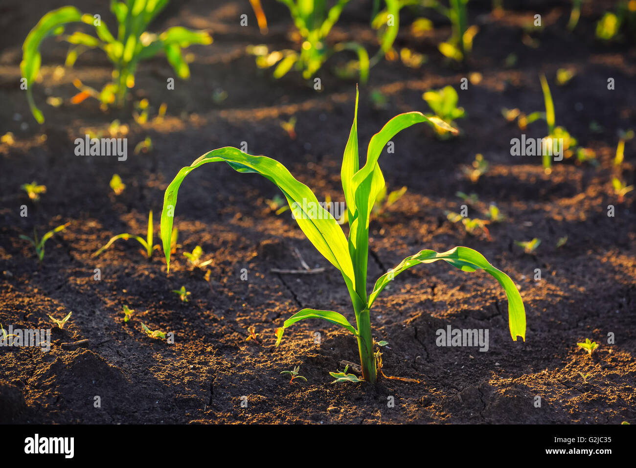Le contrôle des mauvaises herbes dans les cultures de maïs, les jeunes plants de maïs Lignes de champ cultivé. Banque D'Images
