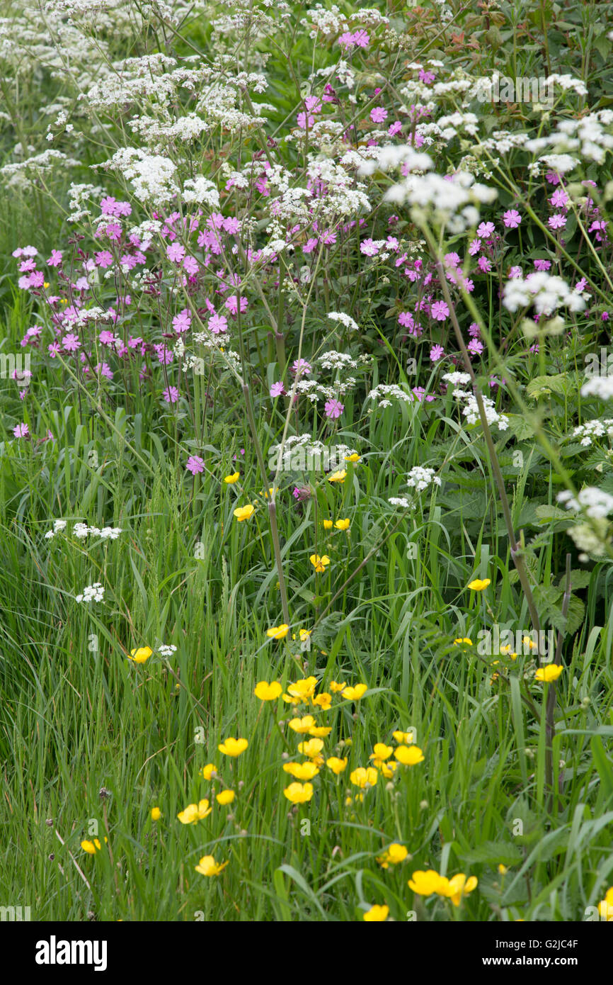 Red (Silene dioica), renoncule et cow parsley (Anthriscus sylvestris) dans une prairie de printemps haie, England, UK Banque D'Images