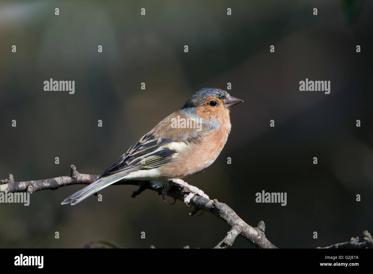 Un mâle (Fringilla coelebs Chaffinch) perché sur un fond sombre dans jardin de banlieue, East Sussex, UK Banque D'Images