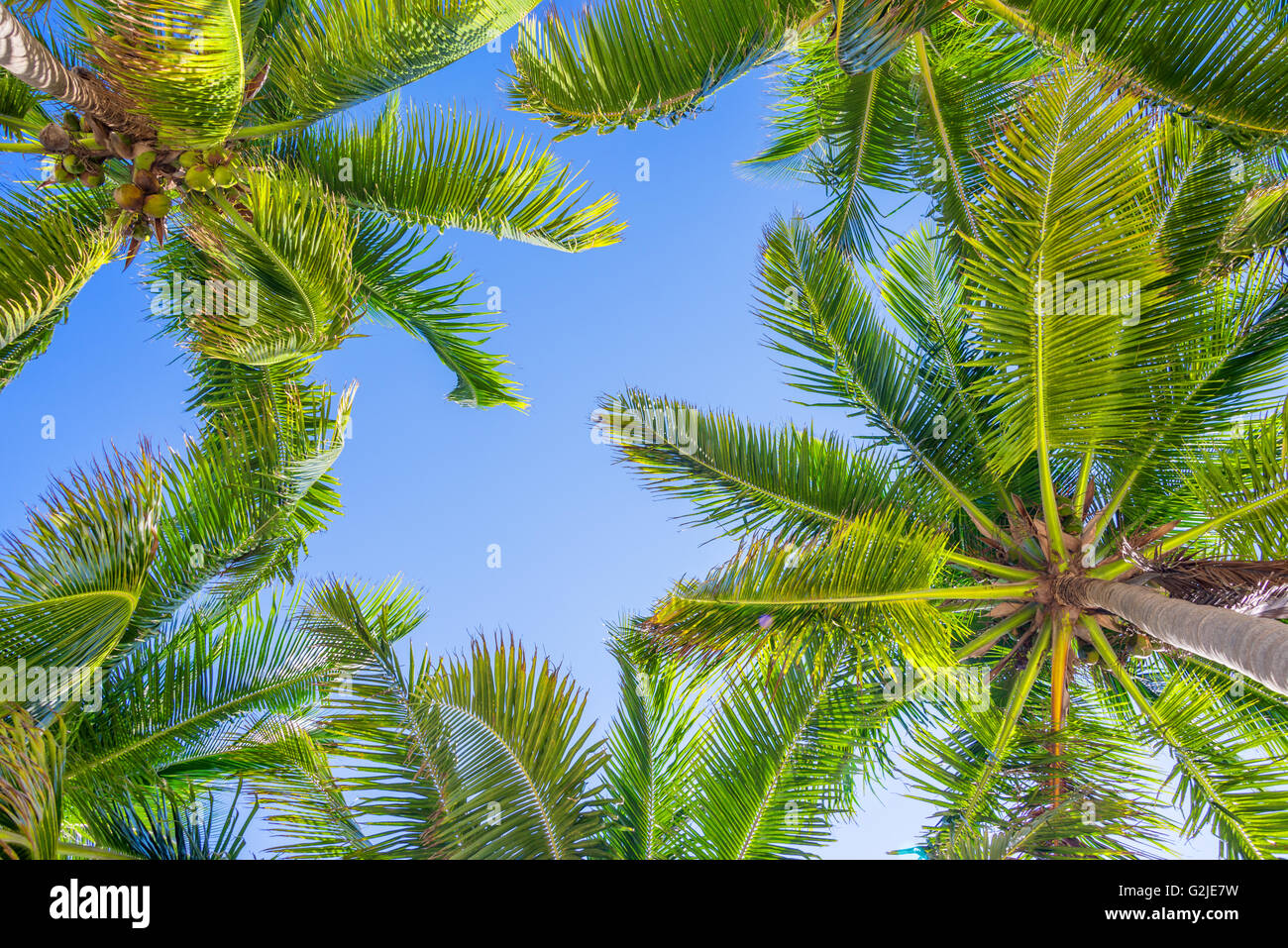 Ciel bleu et de palmiers Vue de dessous Banque D'Images