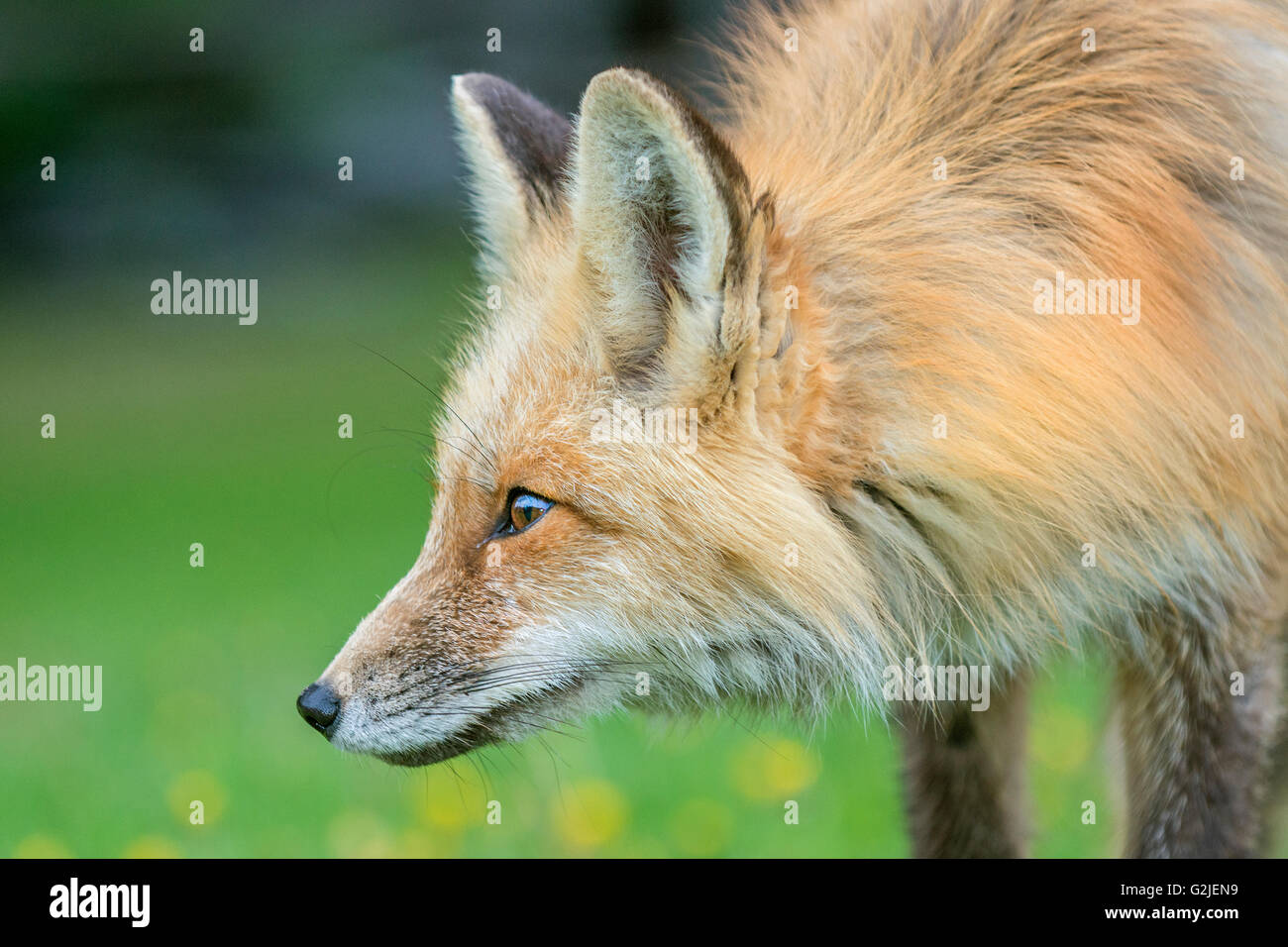 Le renard roux (Vulpes vulpes), forêt tropicale, la côte de la Colombie-Britannique, Canada Banque D'Images