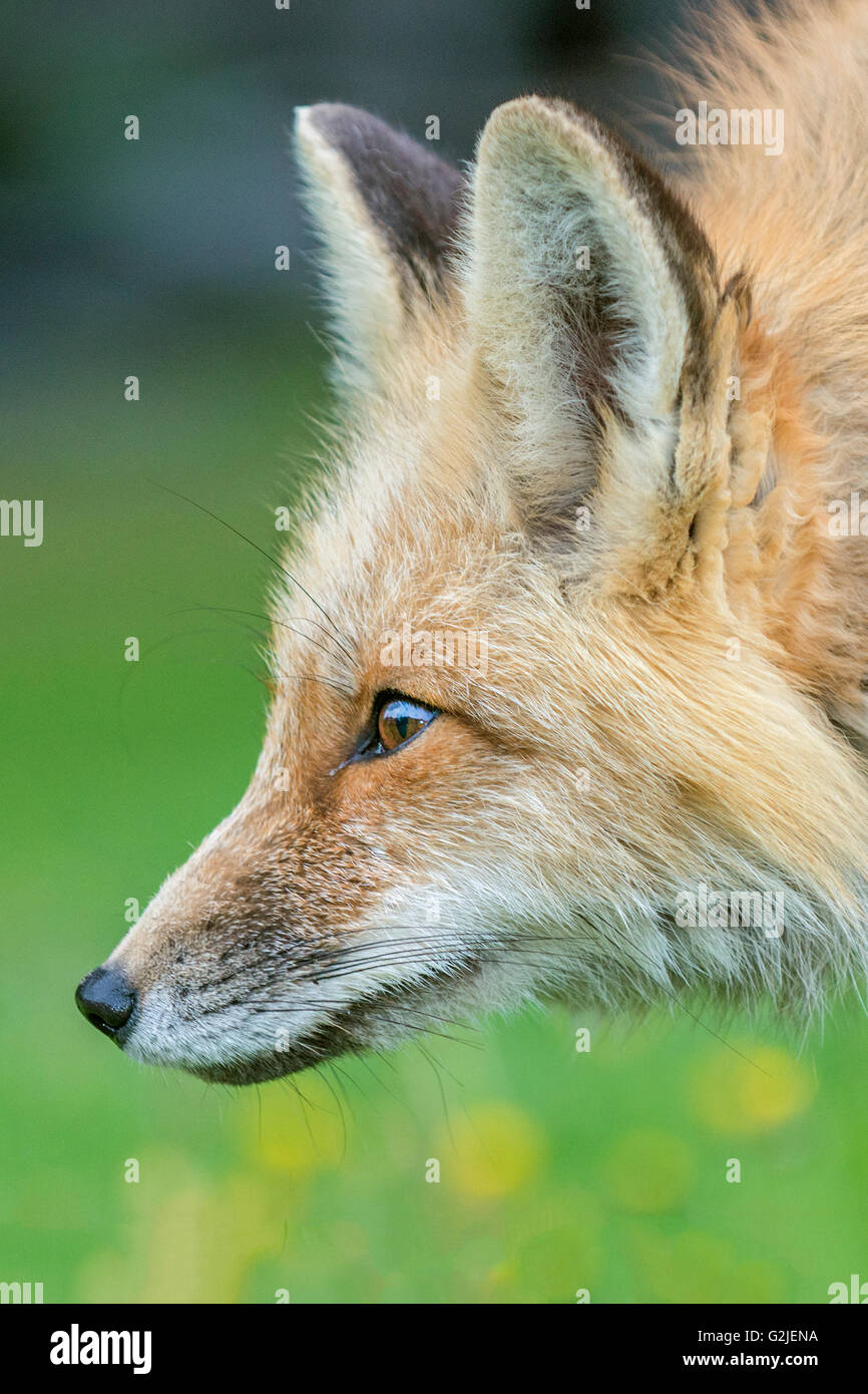 Le renard roux (Vulpes vulpes), forêt tropicale, la côte de la Colombie-Britannique, Canada Banque D'Images