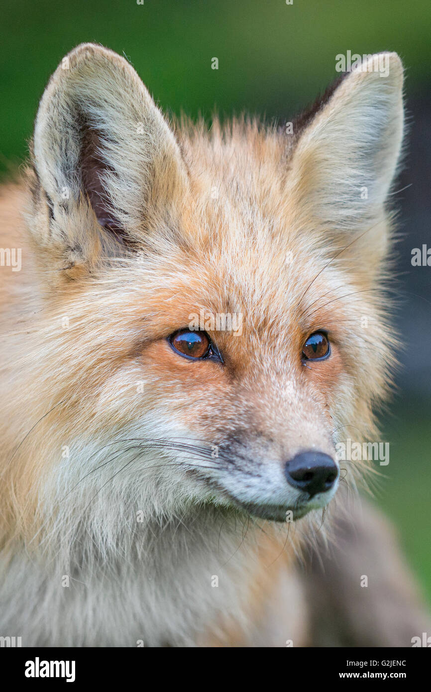 Le renard roux (Vulpes vulpes), forêt tropicale, la côte de la Colombie-Britannique, Canada Banque D'Images