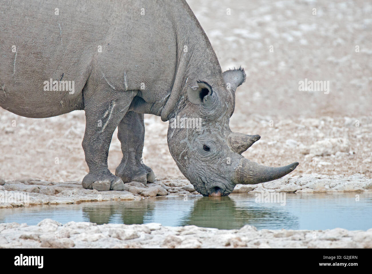 Disparition rhinocéros noir (Diceros bicornis), Etosha National Park, Namibie, Afrique du Sud Banque D'Images