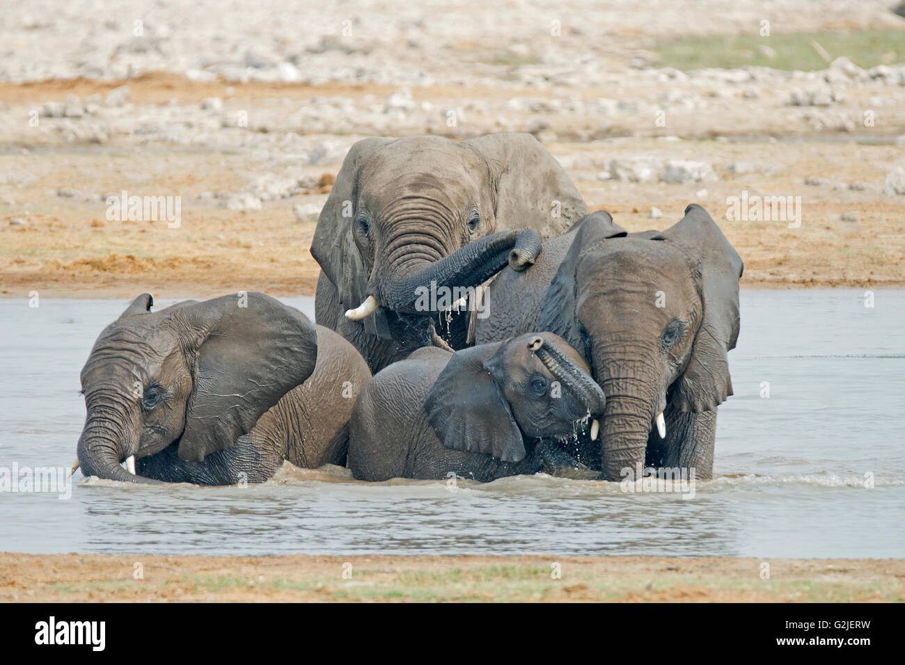 L'éléphant africain (Loxodonta africana) famille boire et jouer à un étang, Etosha National Park, Namibie, Afrique du Sud Banque D'Images