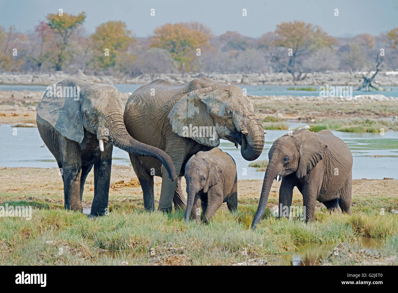 L'éléphant africain (Loxodonta africana) famille boire et jouer à un étang, Etosha National Park, Namibie, Afrique du Sud Banque D'Images