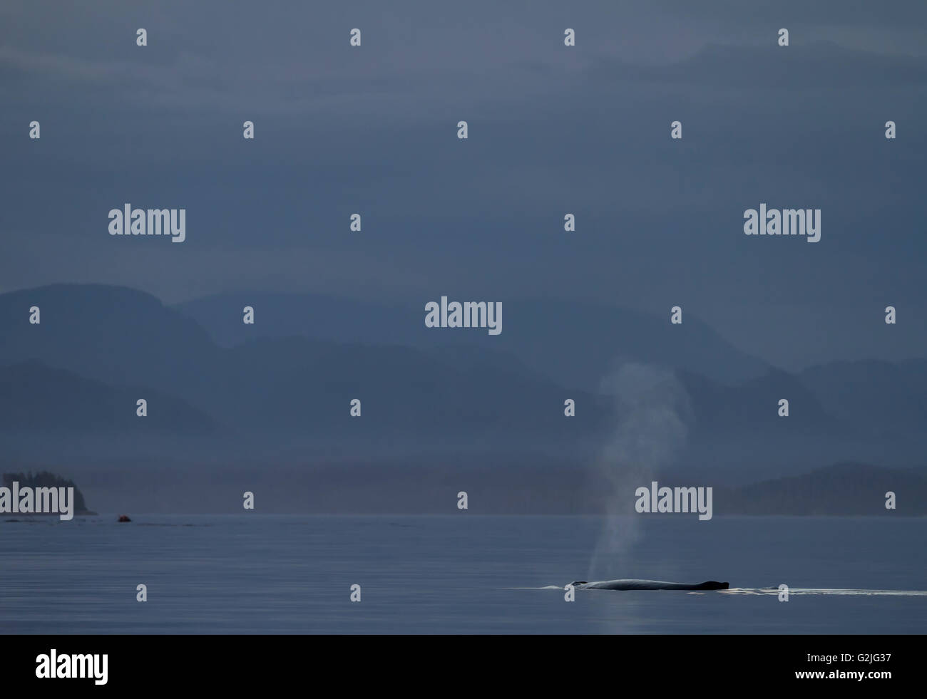 Baleine à bosse (Megaptera novaeangliae) proférant tranquillement après le coucher du soleil en face des montagnes côtières de la Colombie-Britannique Broughton Banque D'Images