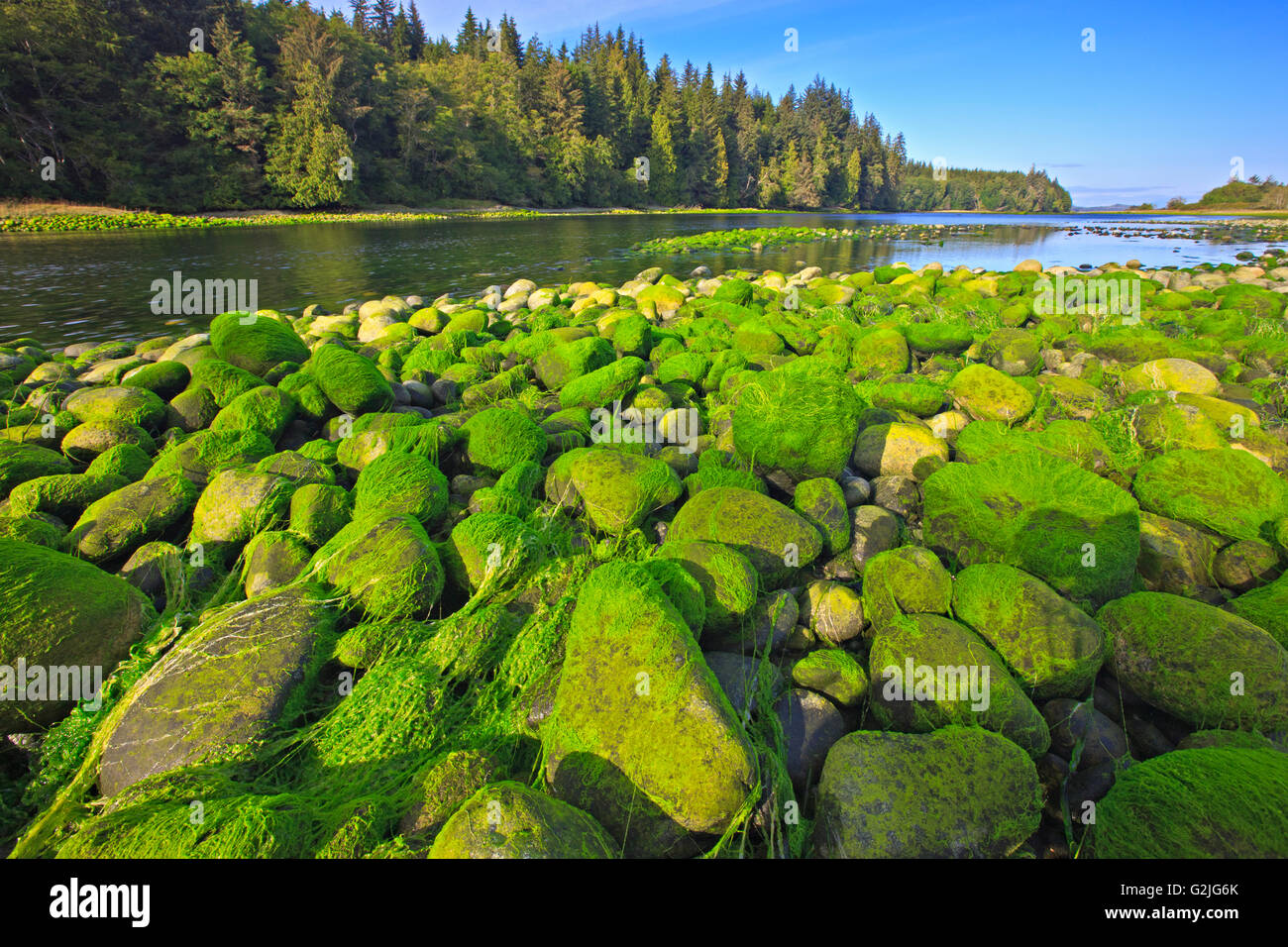 Des algues vertes sur les rochers à marée basse dans la rivière Nimpkish sur le nord de l'île de Vancouver, Colombie-Britannique, Canada. Banque D'Images