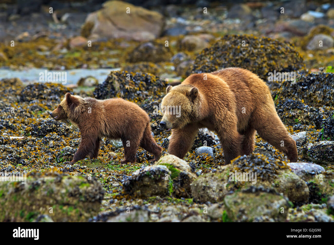 L'ours grizzli côtières, sow et cub, chercher de la nourriture à marée basse sur la partie continentale de la Colombie-Britannique, Canada Banque D'Images