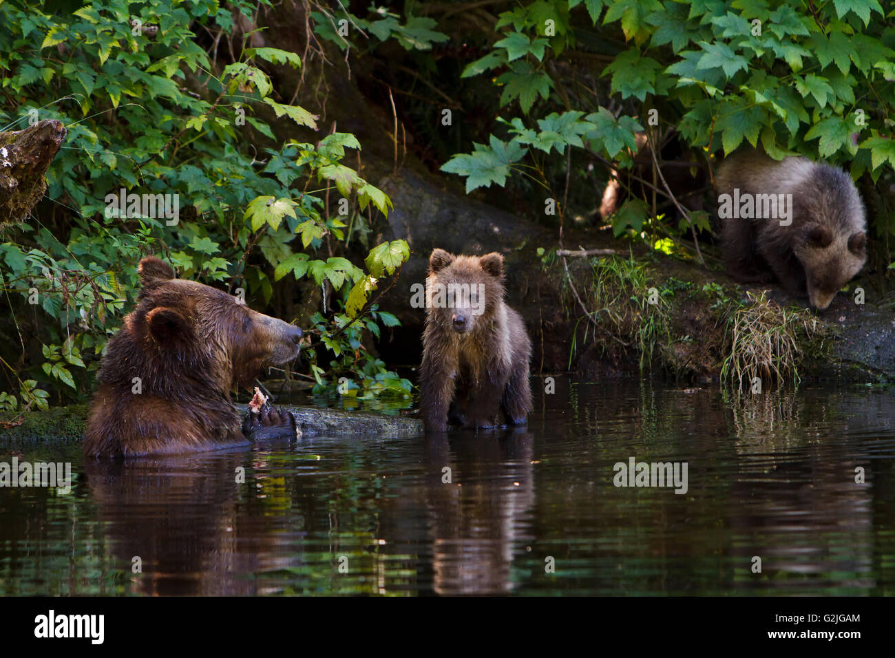L'ours grizzli côtières semer avec deux oursons de nourriture dans une petite forêt, Knight Inlet, British Columbia, Canada Banque D'Images
