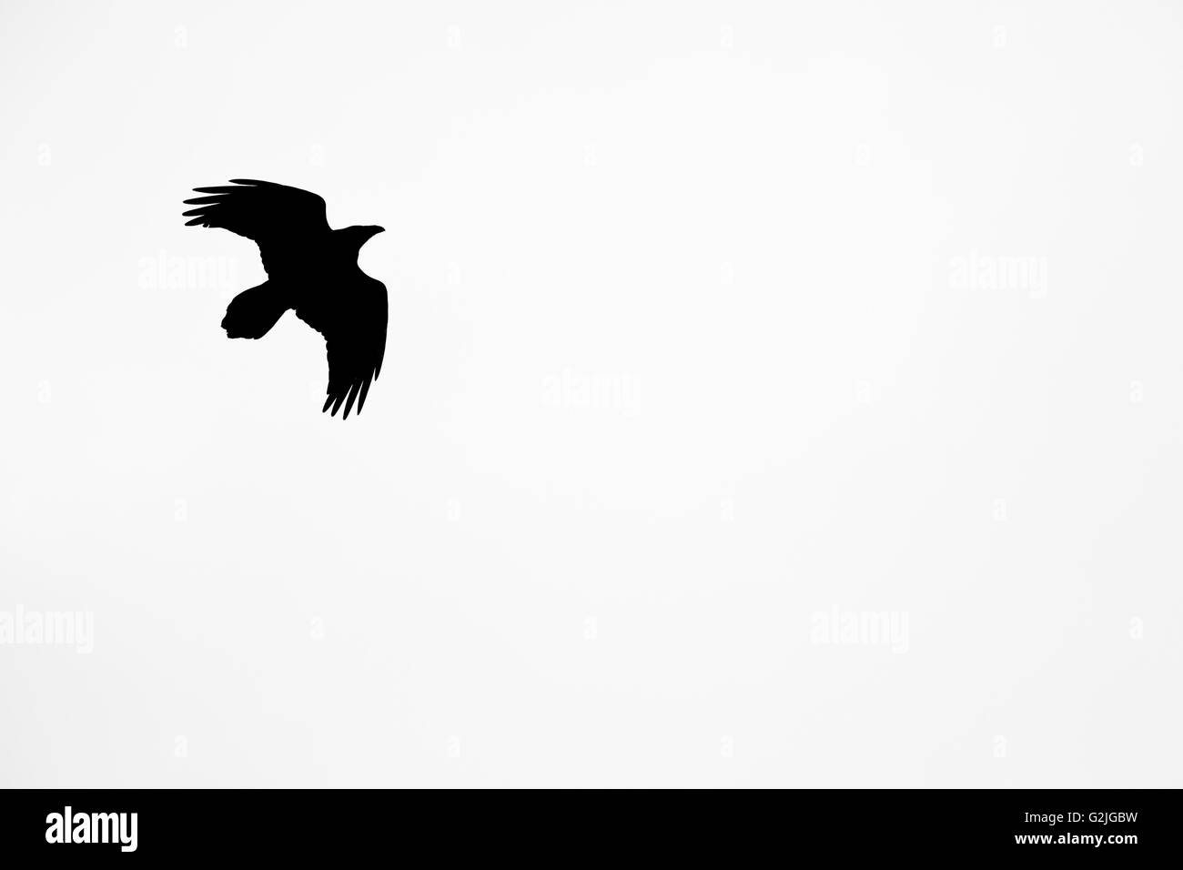 Silhouette d'un battant Grand Corbeau, Corvus corax, Jasper National Park, Canada Banque D'Images