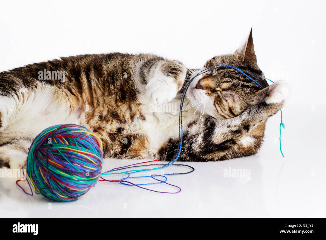 Portrait d'un joueur housecat jouant avec balle de laine sur la surface blanche Banque D'Images