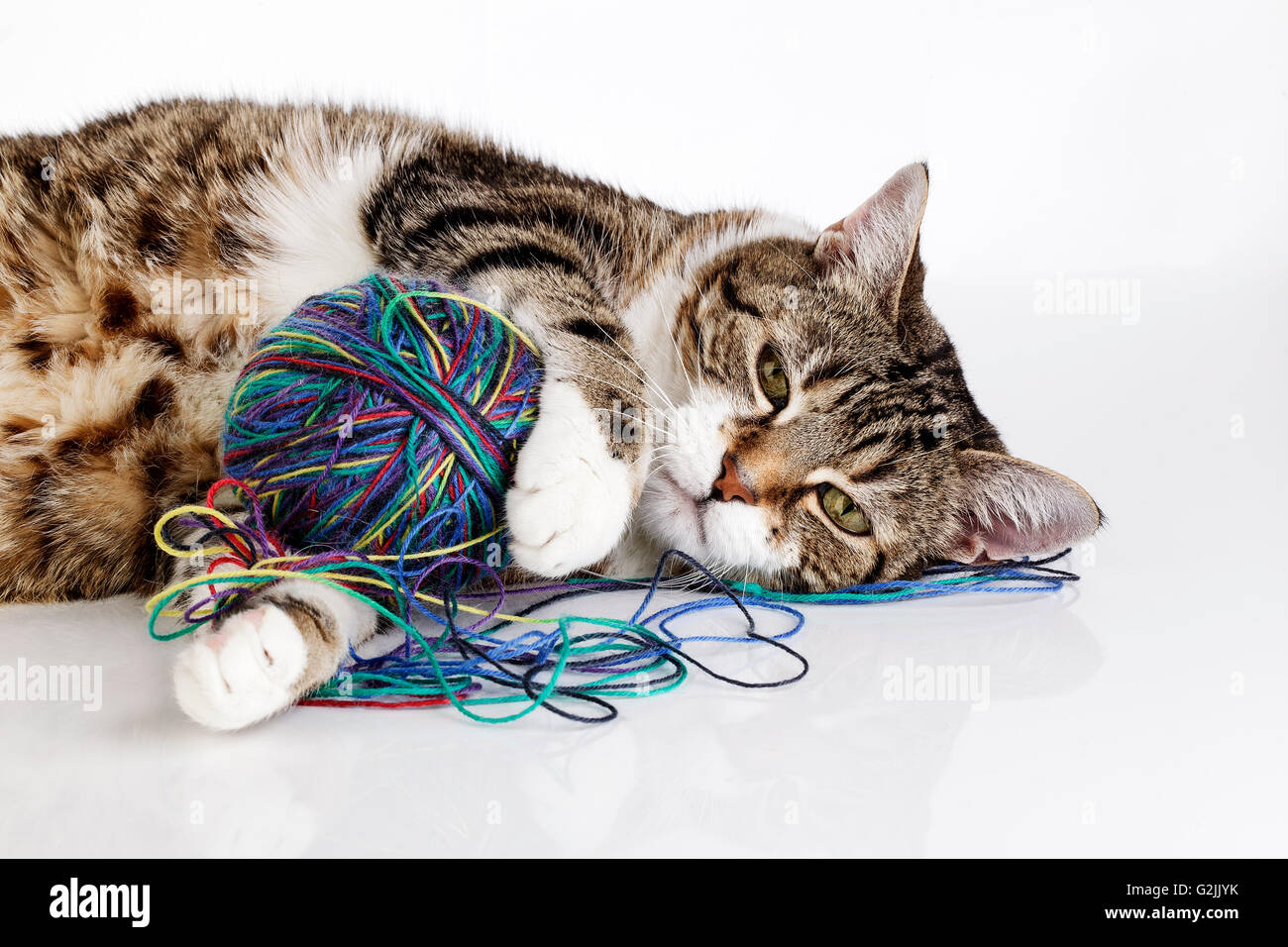 Portrait d'un joueur housecat jouant avec balle de laine sur la surface blanche Banque D'Images