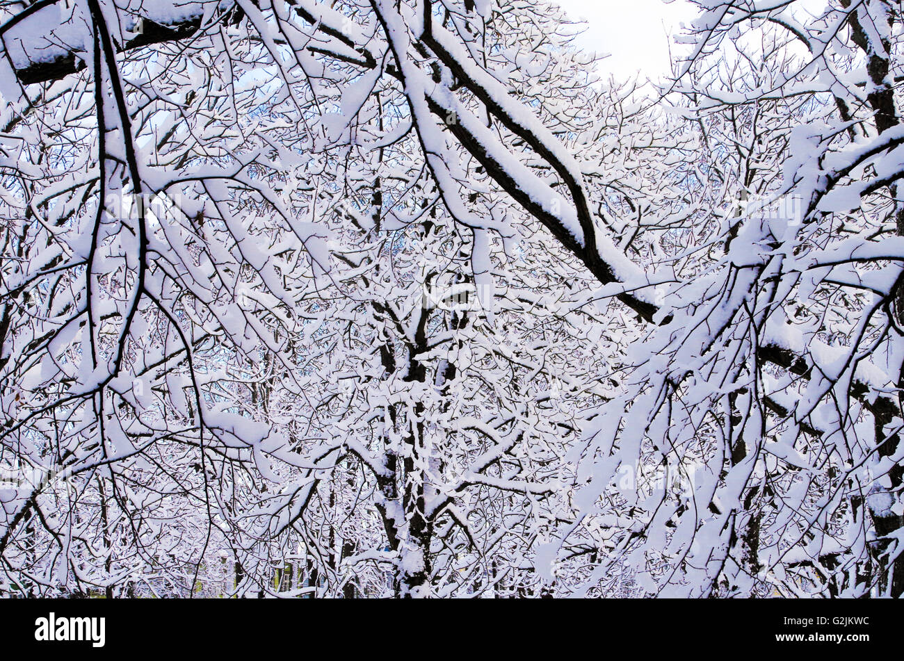 Parc enneigé avec de la neige fraîche poudreuse couvrant toutes les branches, Pärnu, Estonie Banque D'Images