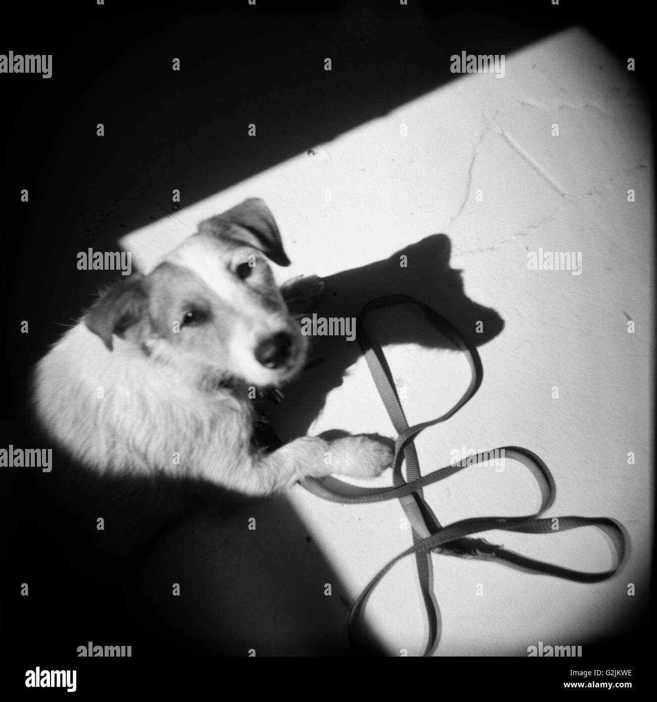 Chien avec laisse dans l'ombre, High Angle View Banque D'Images