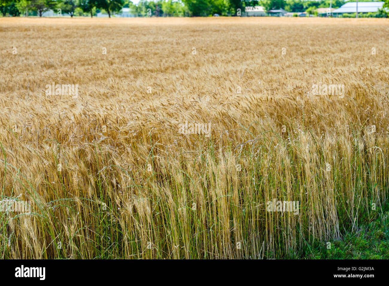 Un gros plan d'un champ de blé mûr prêt à être récolté en Oklahoma, USA.tricher, une mauvaise herbe genante est aussi indiquée. Banque D'Images