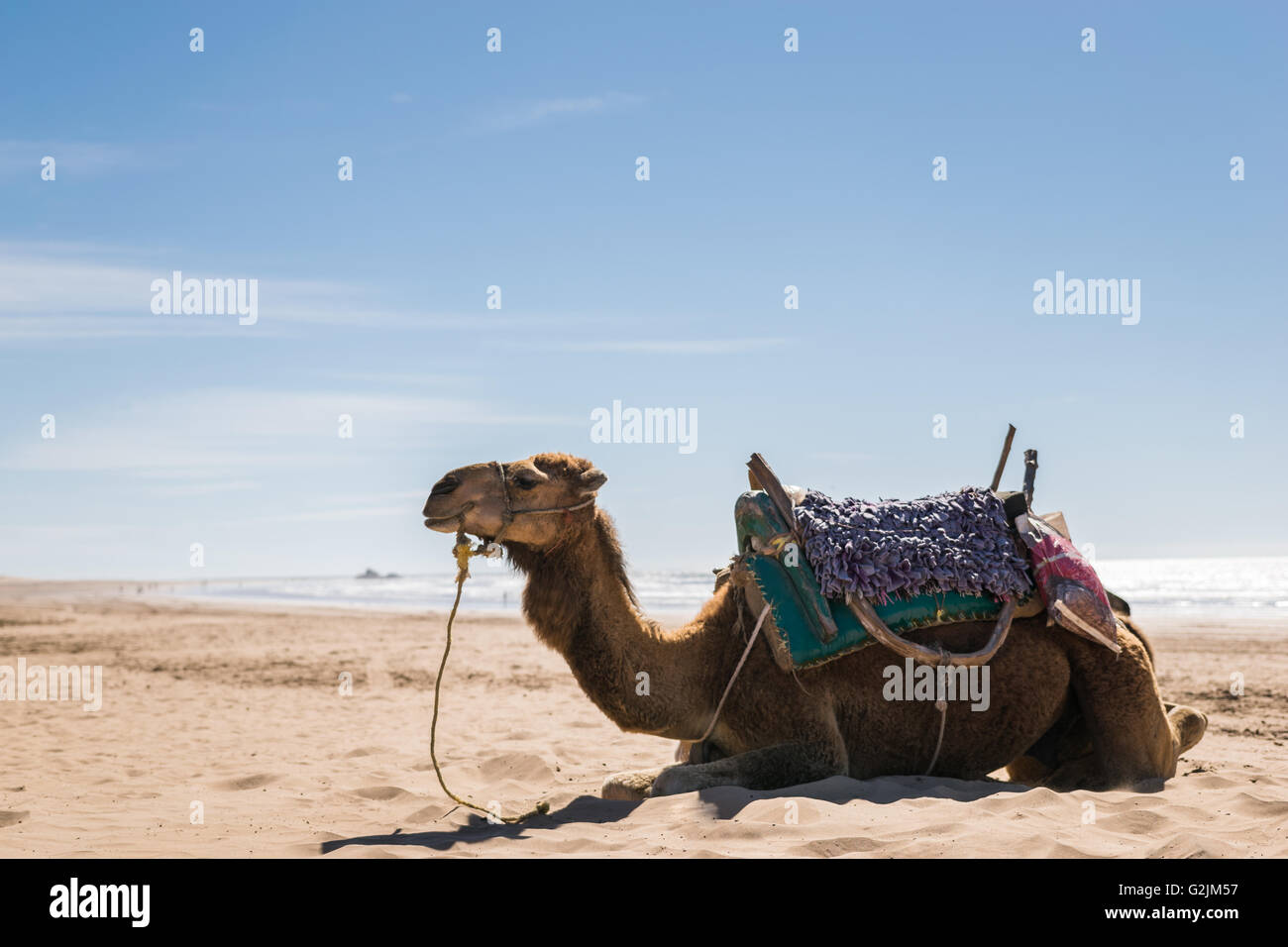 Arabian camel beach Banque D'Images