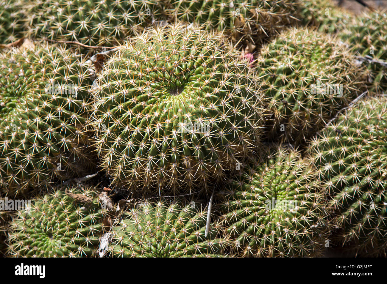 Un groupe de petits cactus baril situé dans un jardin. Banque D'Images