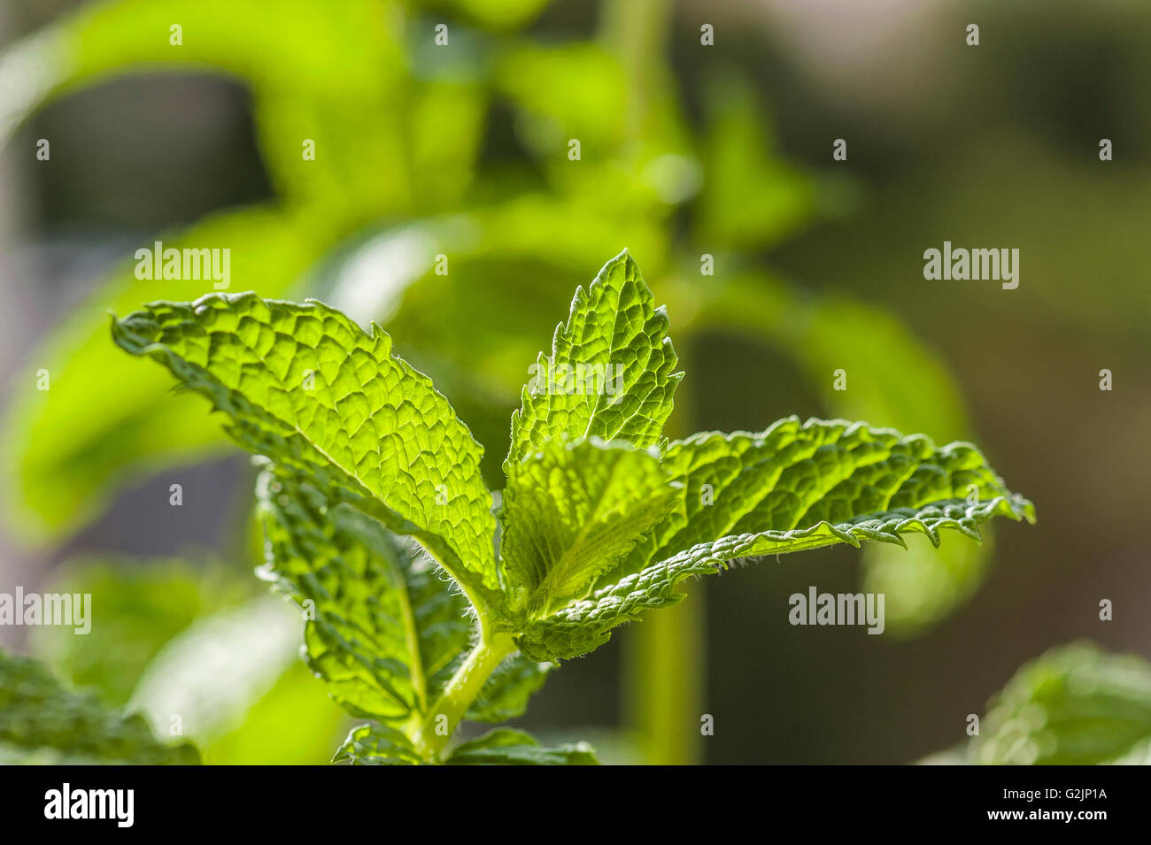 Feuille de menthe verte Banque D'Images