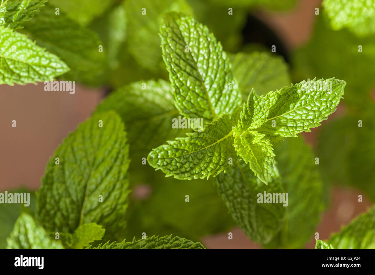 Feuille de menthe verte Banque D'Images