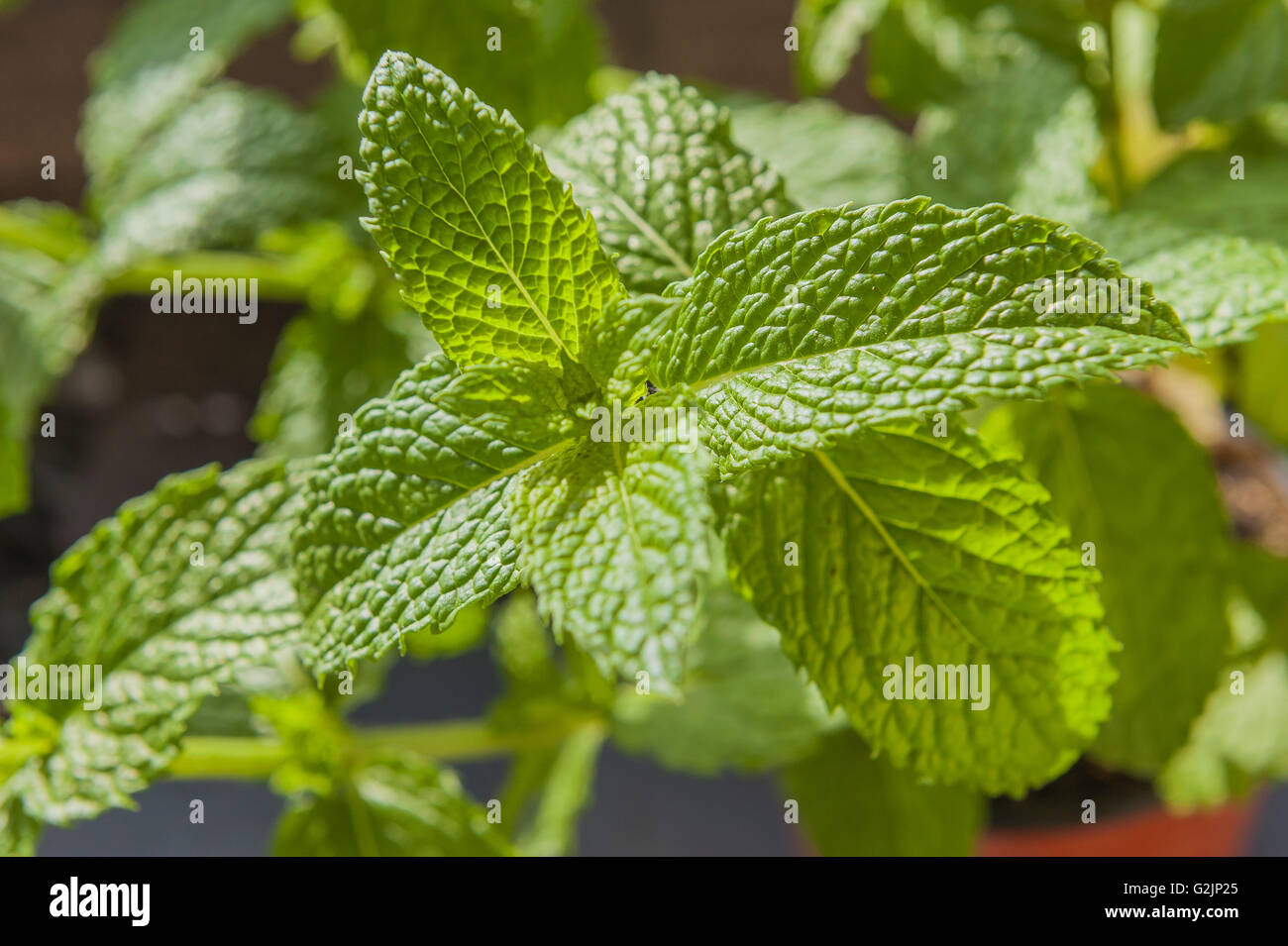 Feuille de menthe verte Banque D'Images