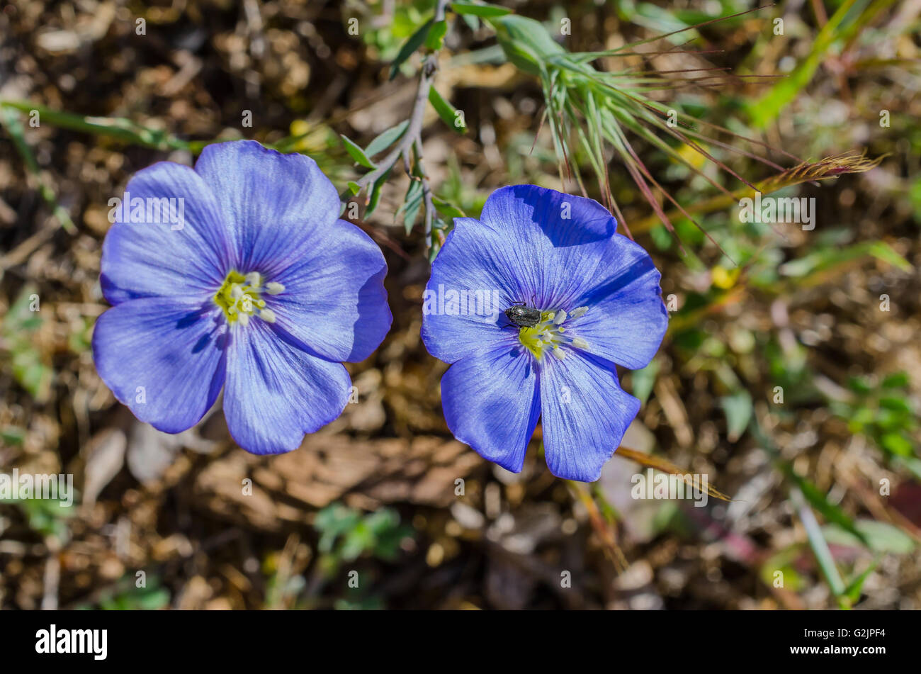FORET DE STE BAUME, LIN D'AUTRICHE, VAR 83 FRANCE Banque D'Images