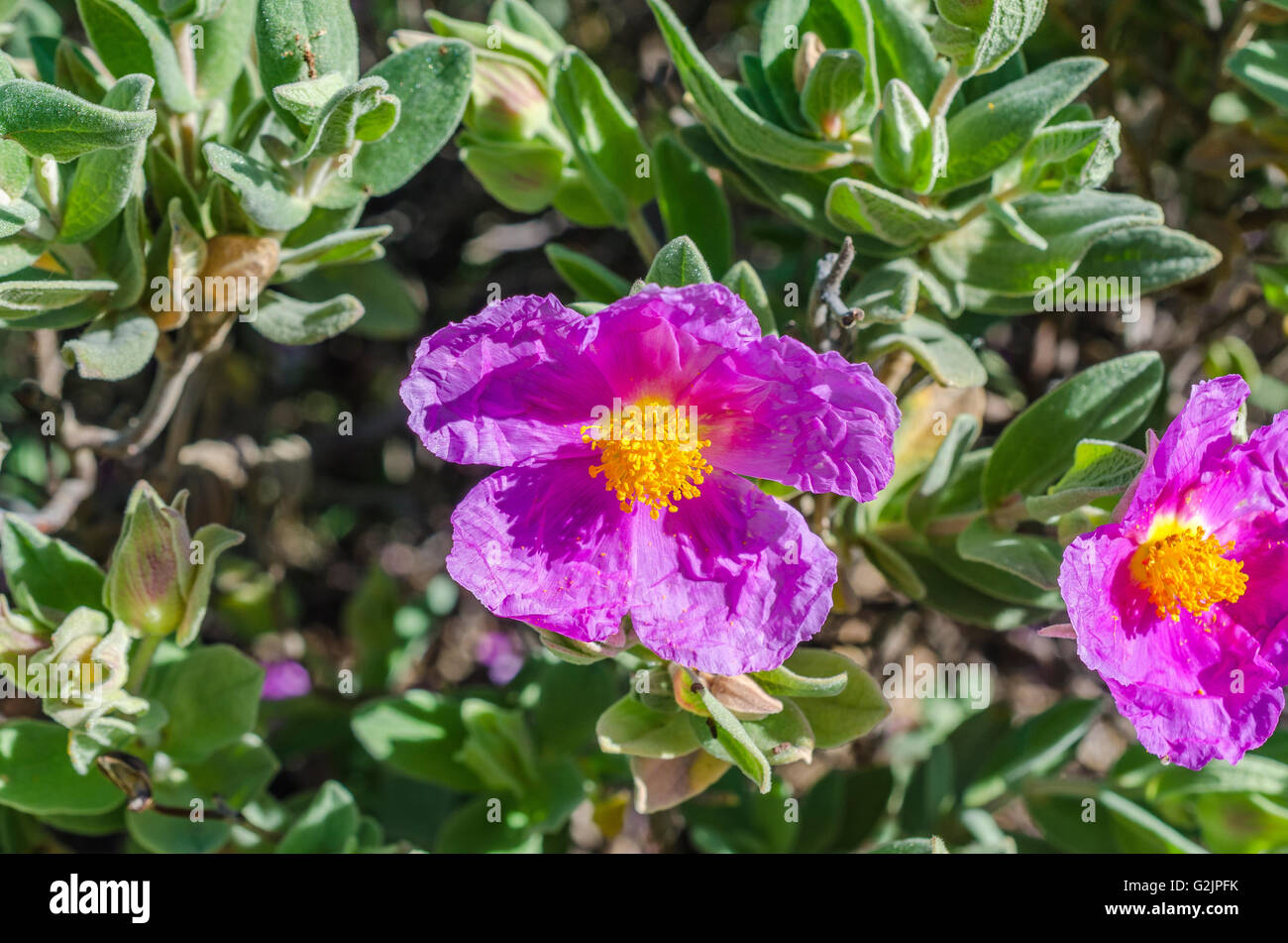 FORET DE STE BAUME, CISTE COTONNEUX, VAR 83 FRANCE Banque D'Images
