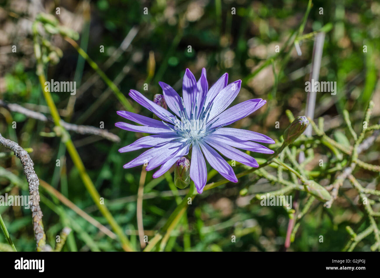 FORET DE STE BAUME, LAITUE VIVACE, VAR 83 FRANCE Banque D'Images