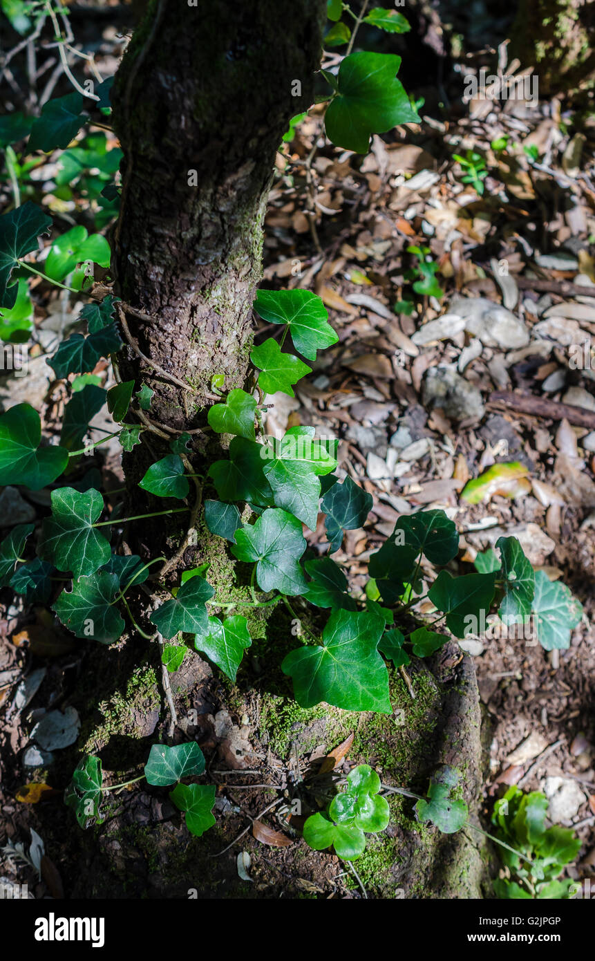 FORET DE STE BAUME, LIERRE, VAR 83 FRANCE Banque D'Images