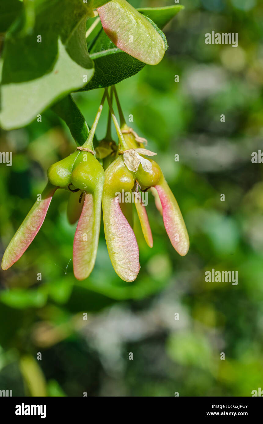 FORET DE STE BAUME, FRUIT D'ERABLE DE MONTPELLIER, VAR 83 FRANCE Banque D'Images