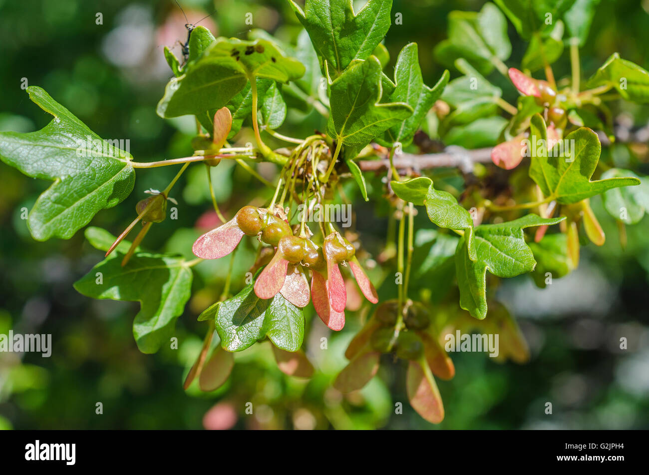 FORET DE STE BAUME, FRUIT D'ERABLE DE MONTPELLIER, VAR 83 FRANCE Banque D'Images